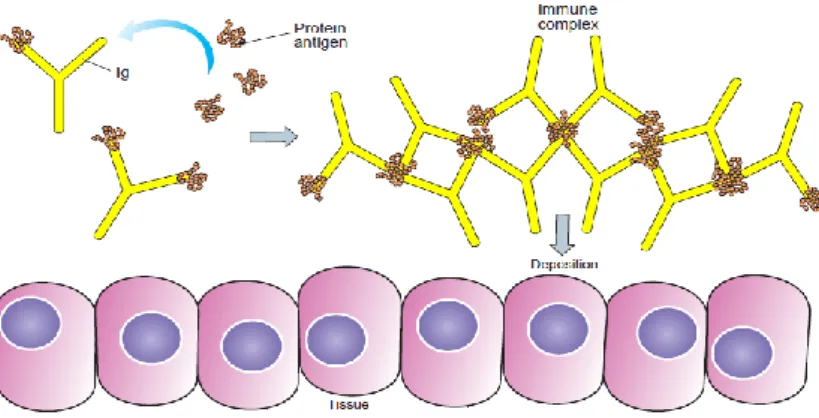 Gambar 1. Pembentukan kompleks imun (Immunopaedia.org, 2010) 