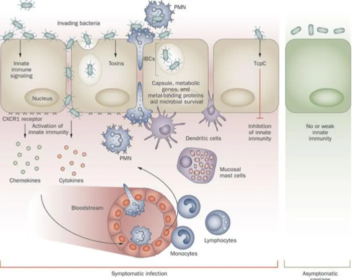 Gambar  4  menunjukkan  proses  pathogenesis  dari  Uropathogenic  E.Coli. 