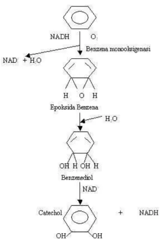 Gambar 2. Reaksi degradasi hidrokarbon aromatik 