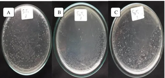 Gambar 4.1 Koloni Bakteri pada Saliva setelah Kumur Perlakuan S1 (A), kumur perlakuan  S2 (B), kumur S3 (C) 