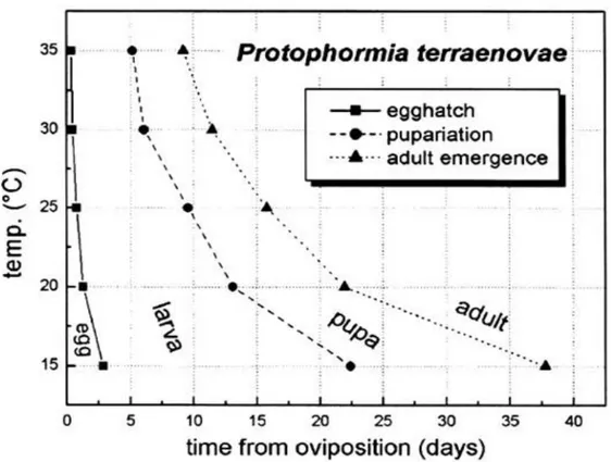Gambar  VI.  Kurva  pertumbuhan  Protophormia  terraenovae  mulai  dari  larva,  pupa,  dan  dewasa (adult)  pada suhu  15,  20,  25,  30and 35°C (Amendt et al., 2004a)