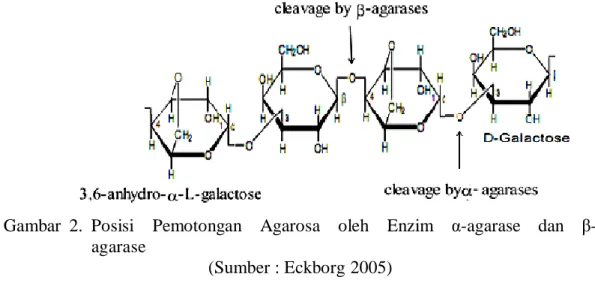 Gambar  2.  Posisi    Pemotongan    Agarosa    oleh    Enzim    α-agarase    dan    β- β-agarase 