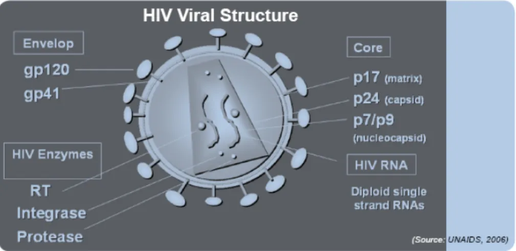 Gambar 2.1 Struktur virus HIV