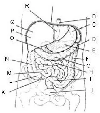 Gambar 2.2   Rongga Abdomen Bagian Depan Keterangan :  A. Diafragma B. Esofagus C. Lambung D
