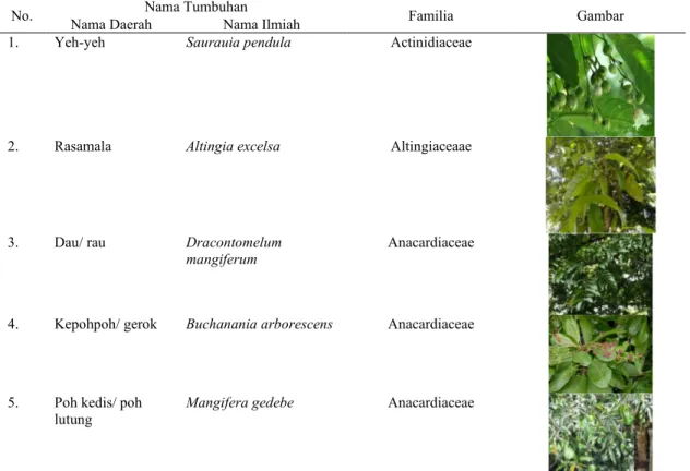 Tabel 1. Beberapa Contoh Tumbuhan di Sekitar Objek Wisata Air Terjun Banyuwana 