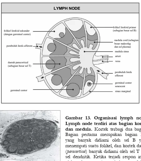 Gambar  13.  Organisasi  lymph  node.  Lymph  node  terdiri  atas  bagian  kortek  dan  medula