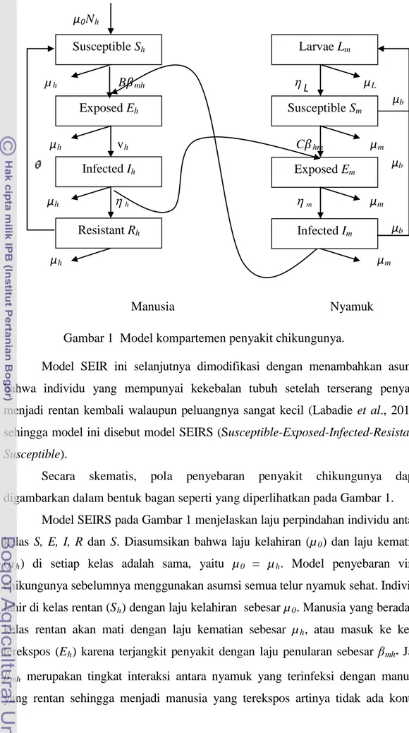 Gambar 1  Model kompartemen penyakit chikungunya. 