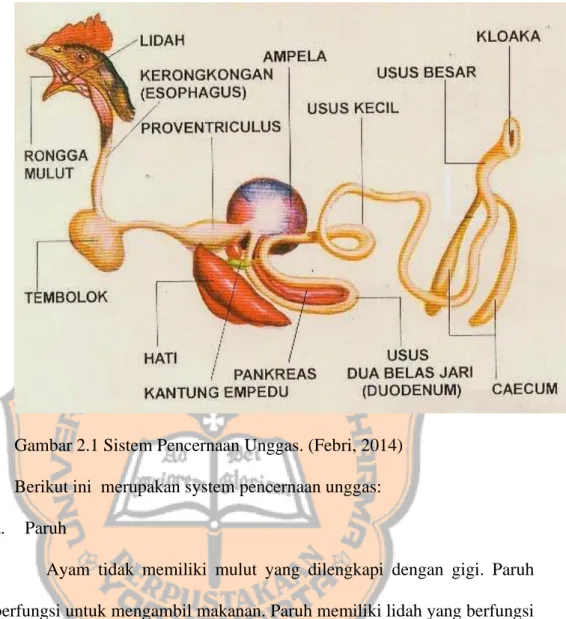 Gambar 2.1 Sistem Pencernaan Unggas. (Febri, 2014)  Berikut ini  merupakan system pencernaan unggas: 