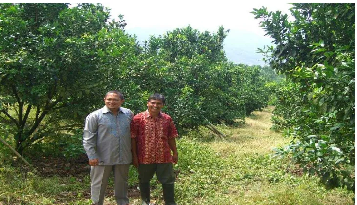 Gambar 1.  Pengembangan Kawasan Jeruk di Kabupaten Lebong Propinsi Bengkulu 