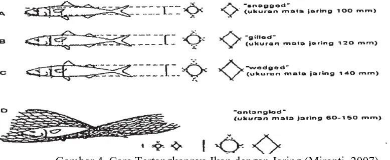 Gambar 3. Proses terjeratnya ikan pada gillnet (Setyono, 1983). 