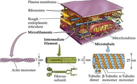 Gambar 3.2 Mikrotubulus  2.3.3.7.2  Mikrofilamen 