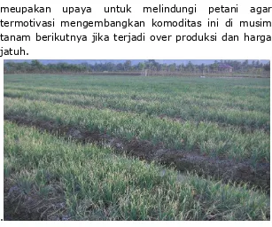 Gambar 3. Areal pengembangan Bawang Merah di Aceh Besar (LM3) 