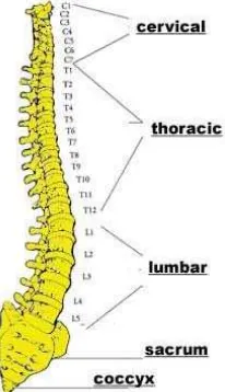 Gambar 1. Pembagian dan anatomi vertebra servikalis.22