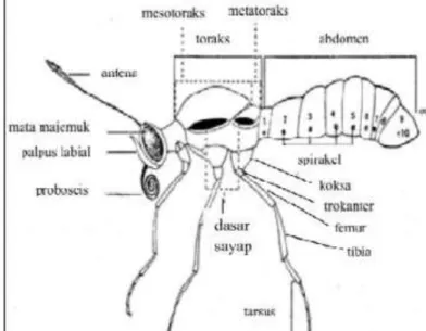 Gambar 2.1 Morfologi Tubuh Kupu-kupu (Sumber, D’ Abreta  1977 dalam Noerdijto dan Aswari tahun 2003)