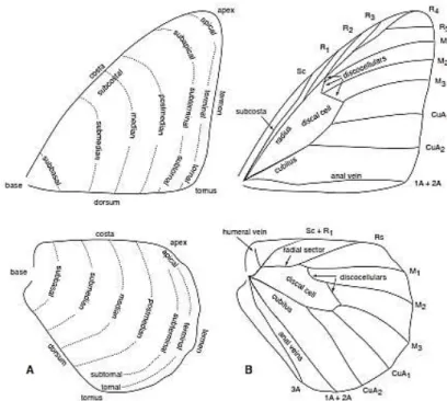 Gambar 2.4  Struktur Vena Sayap Kupu-kupu dewasa: area A  dan area B (Braby, 2004). 