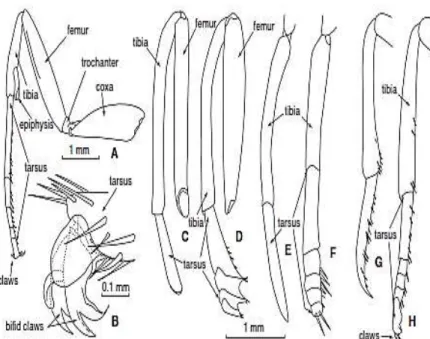 Gambar 2.6 Struktur kaki depan kupu-kupu (Braby,2004)  A, Hesperiidae jantan (grass-skippers, Toxidia); B