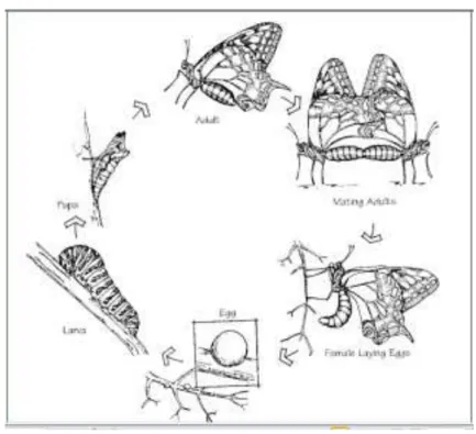 Gambar 2.10 Siklus Hidup Keseluruhan dari Kupu-kupu  (Washington Departemen of Fish and Wildlife, 2011)