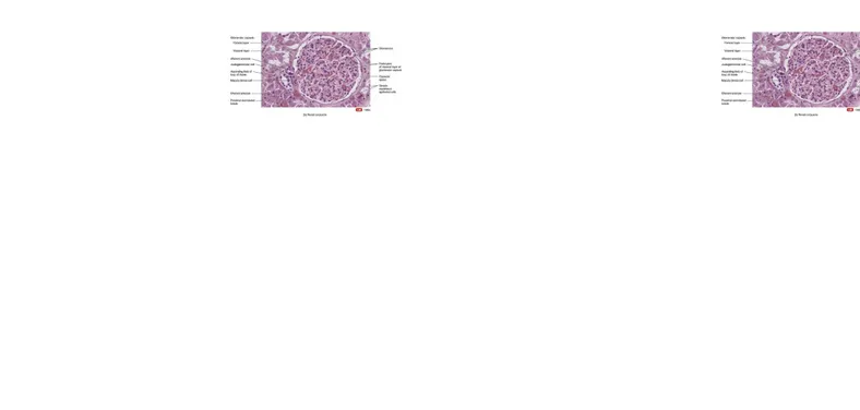 Gambar 2.4 Korpuskula renalis 4 Penjelasan histologis renal adalah sebagai berikut: 5 1