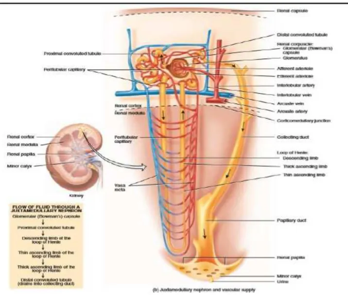 Gambar 2.3 Aparatus jukstaglomerulus 4