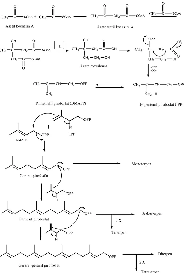 Gambar 2.2 Biosintesis Terpenoid 