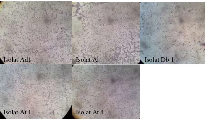 Gambar 1. Hasil pengamatan mikroskopis isolat endofit tanaman pare (Momordica charantia) dengan perbesaran 1000x
