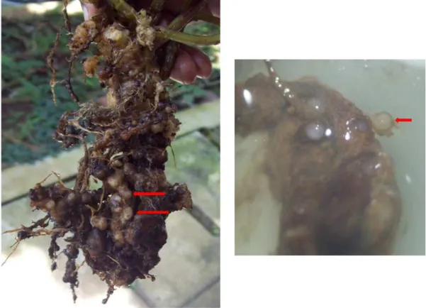 Gambar 3: akar kentang hitam yang membentuk puru akar (kiri), nematoda betina dari puru akar yang dibedah (kanan) 