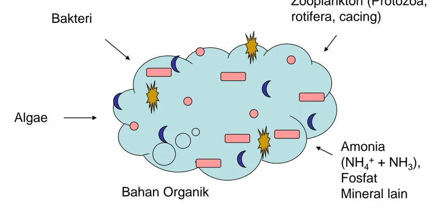 Ilustrasi BioFloc  Bahan Organik  Amonia (NH4+  + NH 3 ), Fosfat  Mineral lain Bakteri Algae  Zooplankton (Protozoa, rotifera, cacing) 