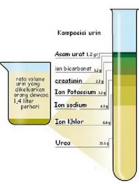 Gambar 1  Komposisi urin
