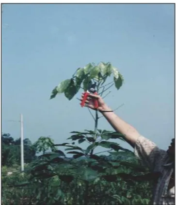 Gambar 4. Clipping tanaman karet 