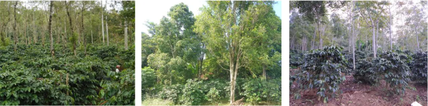 Gambar  2.  Agroforestri  kopi  dengan  penaung  alpukat  (tanaman  buah)  di  Pagaralam,  tahun  2015