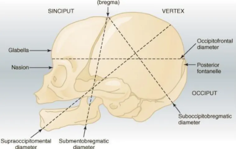 Gambar 2.2 Anatomi os cranium. 