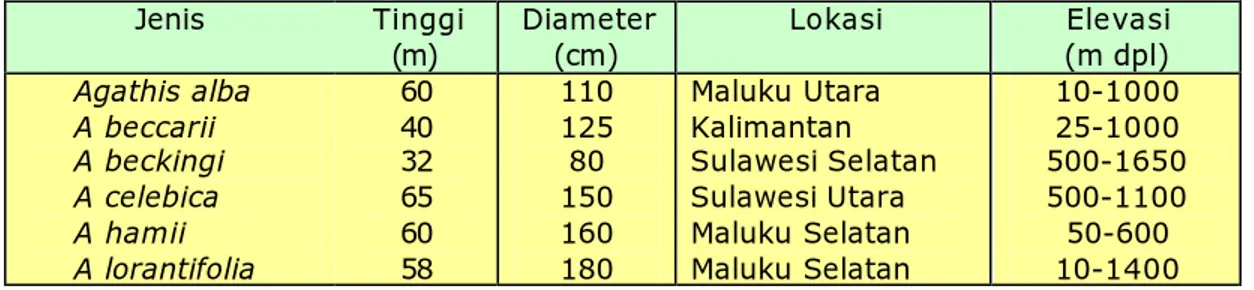 Tabel 1. Ukuran tingi dan diameter beberapa jenis Agathis spp. 