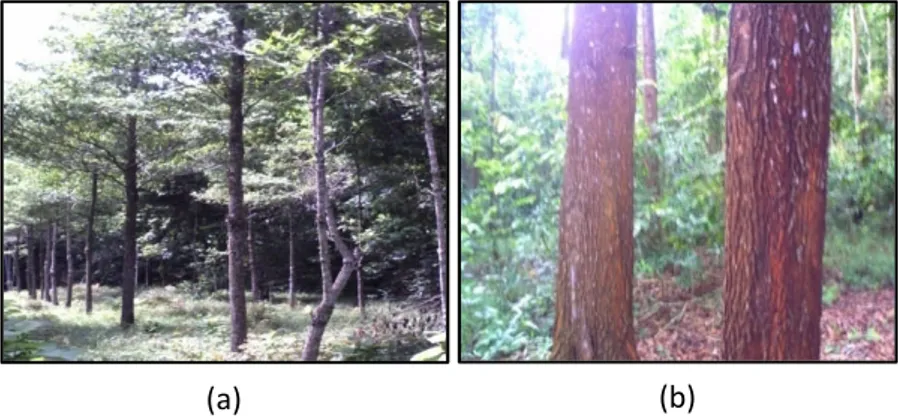 Gambar 7. Tanaman Acacia mangium (a), Tanaman tembesu (b) 5. Tanaman kayu putih (Melaleuca cajuputi) hasil kegiatan Uji