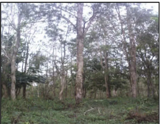 Gambar 8. Tanaman kayu putih hasil uji kesesuaian lahan 6. Uji klon Jati tahun tanam 2004 sebagai kelanjutan dari