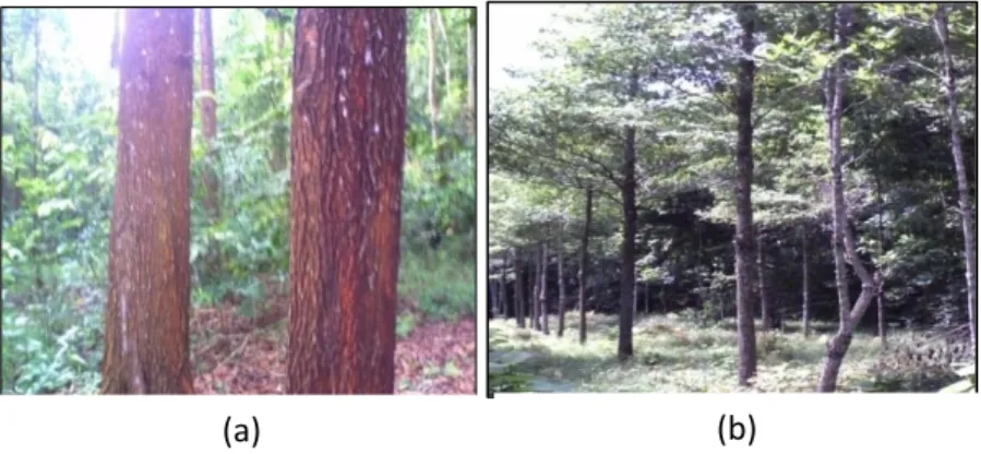 Gambar 7. Tanaman Acacia mangium (a), Tanaman  tembesu (b)  5.  Tanaman  kayu  putih  (Melaleuca  cajuputi)  hasil  kegiatan  Uji 