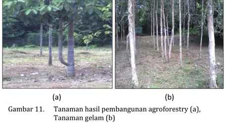 Gambar 11.  Tanaman hasil pembangunan agroforestry (a),  Tanaman gelam (b) 