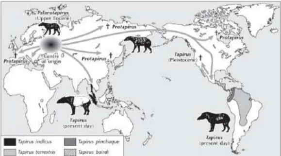 Gambar 1. Tapir : asal, persebaran, dan 