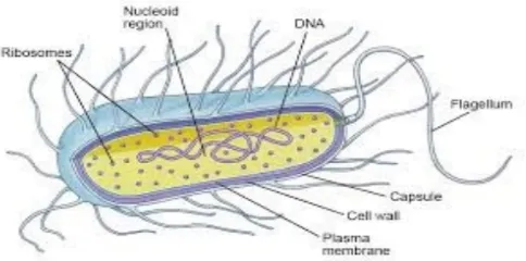Gambar 1 Bakteri Sel (Anonim, 1995)
