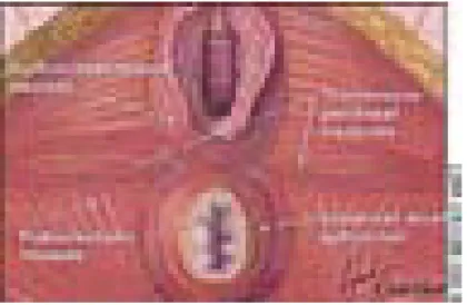 Gambar 2.2. Badan Perineum.