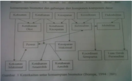 Gambar 5. Komponen dasar dari kemampuan biomotor  ( Sumber :Bompa, 1994 :260 ) 