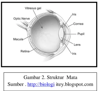 Gambar 2. Struktur  Mata 