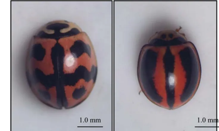 Gambar 7  Imago betina M. sexmaculatus (kiri) dan M. lineata (kanan) 