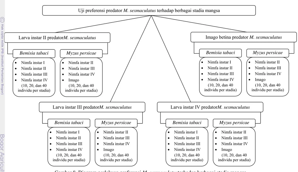 Gambar 8  Diagram perlakuan preferensi M. sexmaculatusterhadap berbagai stadia mangsa Larva instar II predatorM