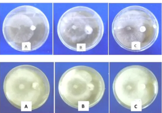 Gambar 4.   Uji antagonis pada cawan petri umur 3 HIS (gambar atas dan 7 HIS  gambar bawah)