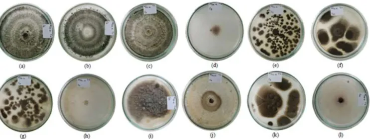 Gambar 1. Isolat cendawan pada setiap sampel tanah; (a) Trichoderma sp. (C 2) , (b) Trichoderma sp