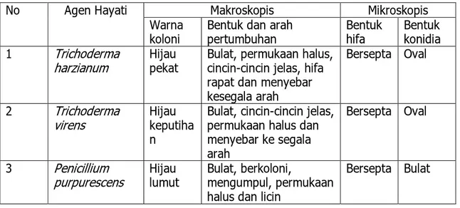 Tabel 1. Morfologi cendawan agen hayati pada 3 hari setelah inokulasi  