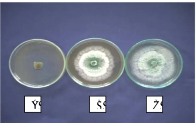 Gambar 1. Bentuk koloni agen hayati pada media PDA umur 3 hsi  Keterangan:  A.   Penicillium