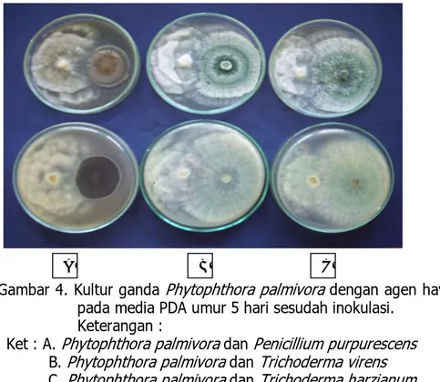Gambar 4. Kultur ganda  Phytophthora palmivora  dengan agen hayati  pada media PDA umur 5 hari sesudah inokulasi