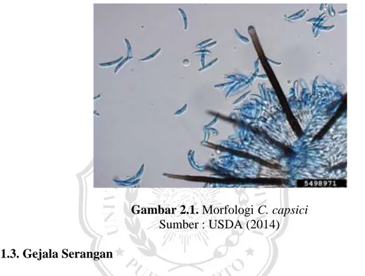 Gambar 2.1. Morfologi C. capsici  Sumber : USDA (2014)  2.1.3. Gejala Serangan  