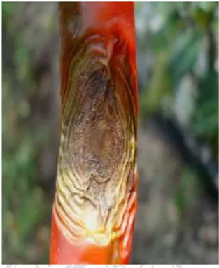 Gambar 2.2. Buah cabai yang terserang fungi C. capsici  Sumber : Halil (2013) 
